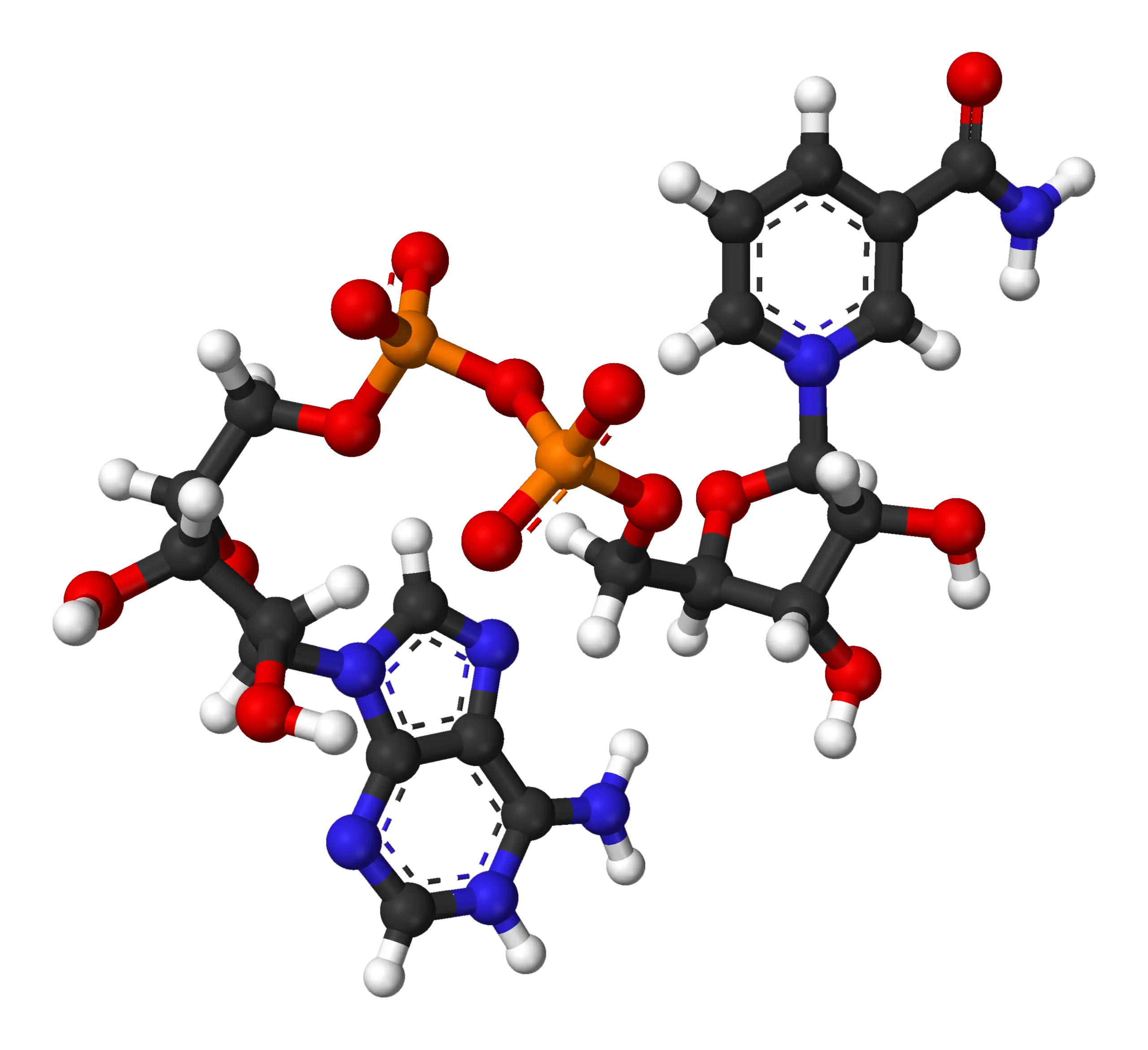 What is NAD+ (Nicotinamide Adenine Dinucleotide): The Master Molecule of Cellular Energy and Longevity